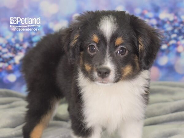 Toy Australian Shepherd DOG Female Black Tri 2430 Petland Lee's Summit, MO