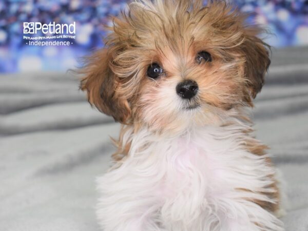 Yorkie-Poo-DOG-Male-Red and White Parti-2465-Petland Lee's Summit, MO