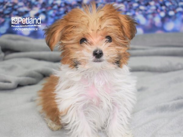 Yorkie-Poo-DOG-Male-Red and White Parti-2464-Petland Lee's Summit, MO