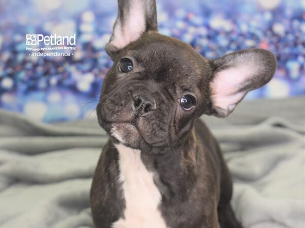 French Bulldog-DOG-Male-Black Brindle-2487-Petland Lee's Summit, MO