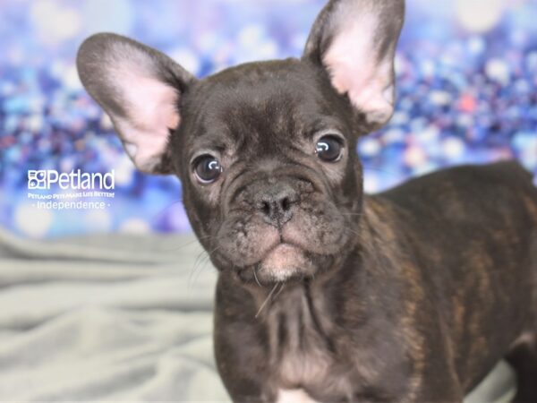 French Bulldog-DOG-Male-Black Brindle-2486-Petland Lee's Summit, MO