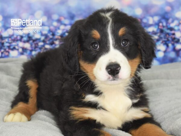 Bernese Mountain Dog-DOG-Female-Black & Tan-2501-Petland Lee's Summit, MO