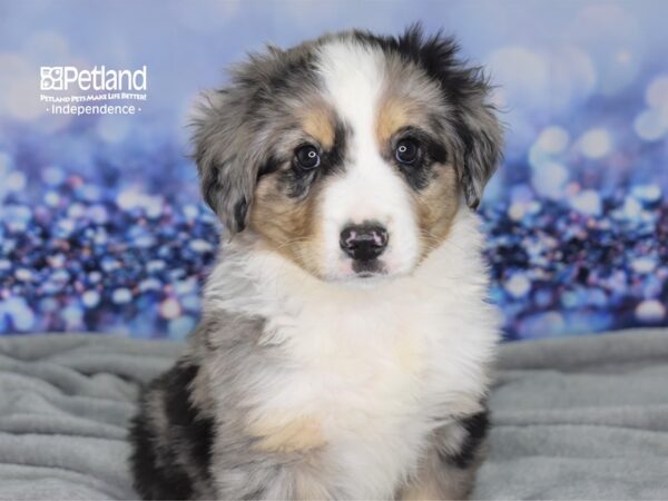 Minature Australian Shepherd-DOG-Male-Merle White Markings-2500-Petland Lee's Summit, MO