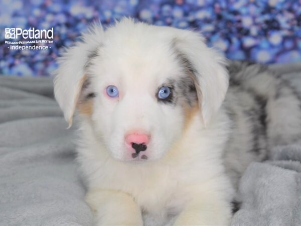 Minature Australian Shepherd-DOG-Male-Merle White Markings-2499-Petland Lee's Summit, MO