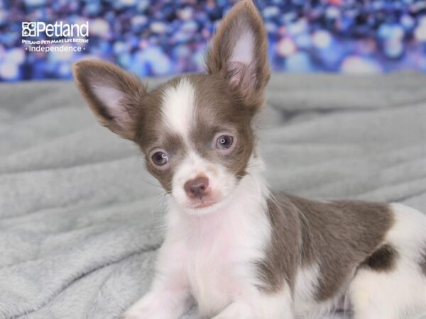 Chihuahua-DOG-Female-Blue Fawn Piebald-2494-Petland Lee's Summit, MO