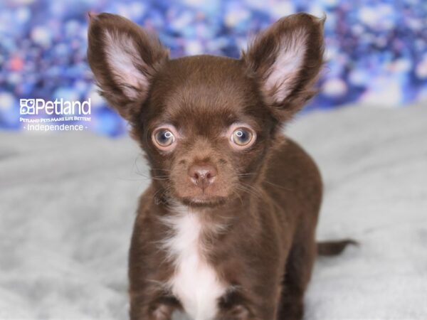 Chihuahua-DOG-Male-Chocolate-2491-Petland Lee's Summit, MO