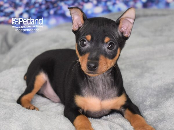 Miniature Pinscher-DOG-Male-Black and Rust-2506-Petland Lee's Summit, MO