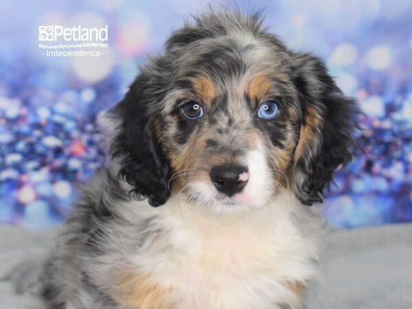 Miniature Aussiedoodle-DOG-Male-Blue Merle-2503-Petland Lee's Summit, MO