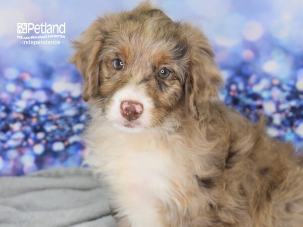 Miniature Aussiedoodle-DOG-Female-Red Merle-2504-Petland Lee's Summit, MO