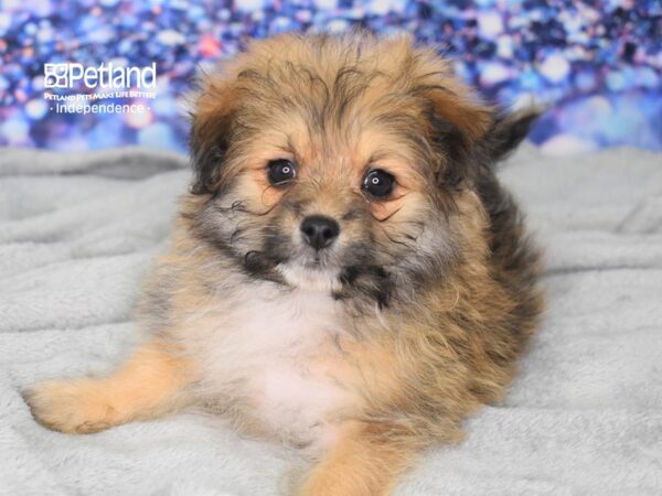 Pom-Poo-DOG-Male-Sable-2502-Petland Lee's Summit, MO