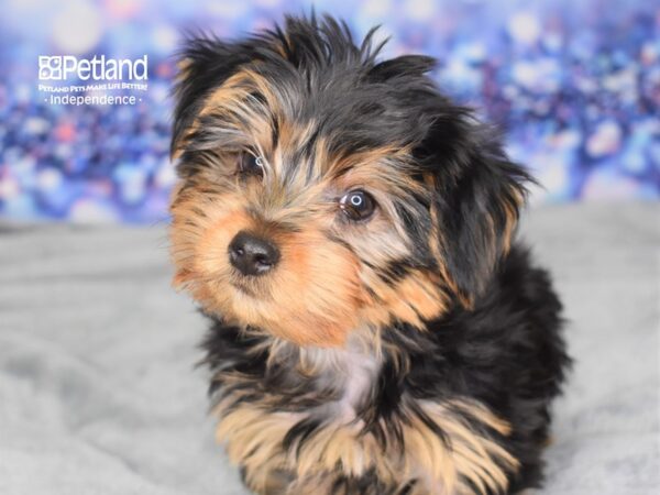 Yorkshire Terrier-DOG-Male-Black & Tan-2498-Petland Lee's Summit, MO
