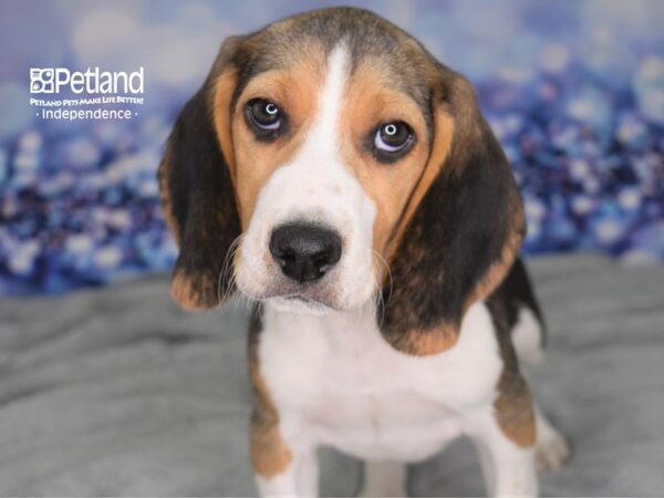 Beagle-DOG-Male-Tri-Color-2495-Petland Lee's Summit, MO
