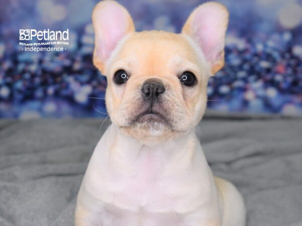 French Bulldog-DOG-Male--2489-Petland Lee's Summit, MO