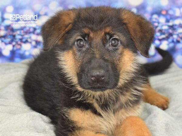German Shepherd-DOG-Male-Black & Red-2507-Petland Lee's Summit, MO