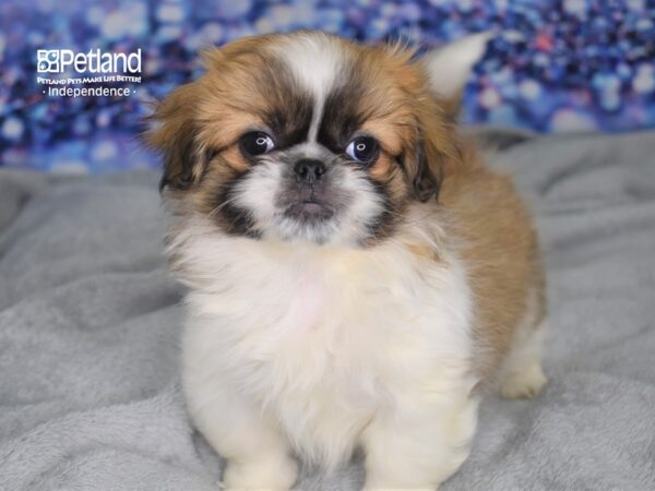 Pekingese-DOG-Female-Sbl-2496-Petland Lee's Summit, MO