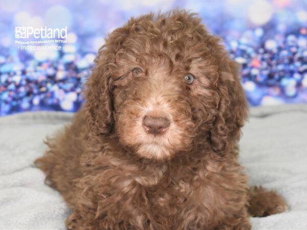 Sheepadoodle-DOG-Female-Chocolate-2514-Petland Lee's Summit, MO