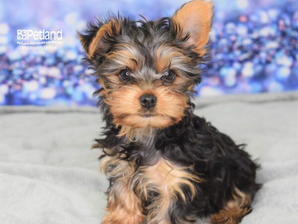 Yorkshire Terrier-DOG-Female-Black and Tan-2513-Petland Lee's Summit, MO