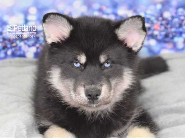 Pomsky-DOG-Male-Black and Tan-2511-Petland Lee's Summit, MO