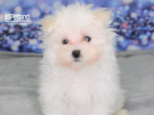 Maltese-DOG-Female-White-2512-Petland Lee's Summit, MO