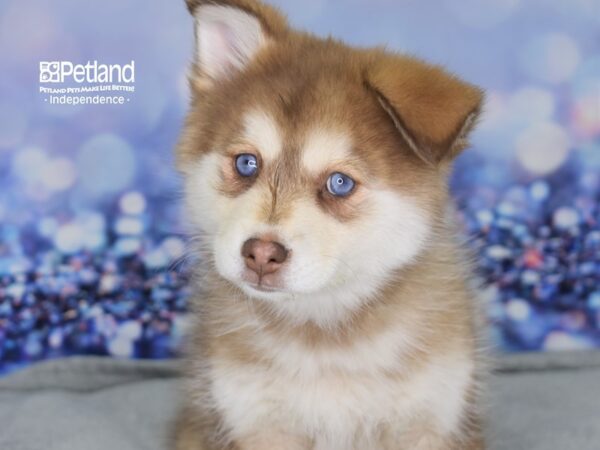 Pomsky-DOG-Female-Red & White-2515-Petland Lee's Summit, MO