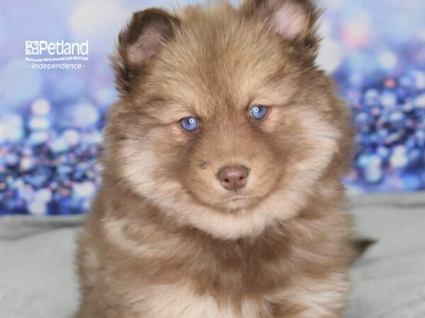 Pomsky-DOG-Female-Chocolate & Tan-2516-Petland Lee's Summit, MO