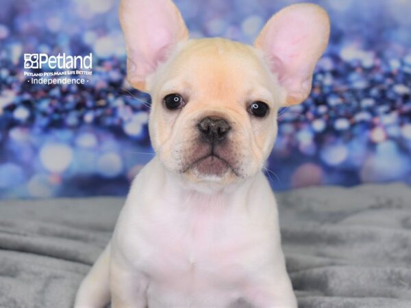 French Bulldog-DOG-Male-Cream-2517-Petland Lee's Summit, MO