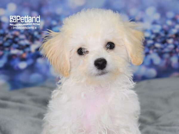Bichon-Poo-DOG-Female-Cream-2519-Petland Lee's Summit, MO