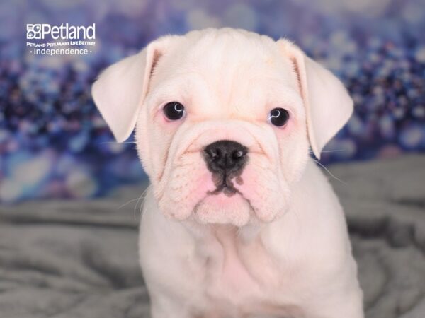 Miniature Bulldog-DOG-Female-White-2523-Petland Lee's Summit, MO