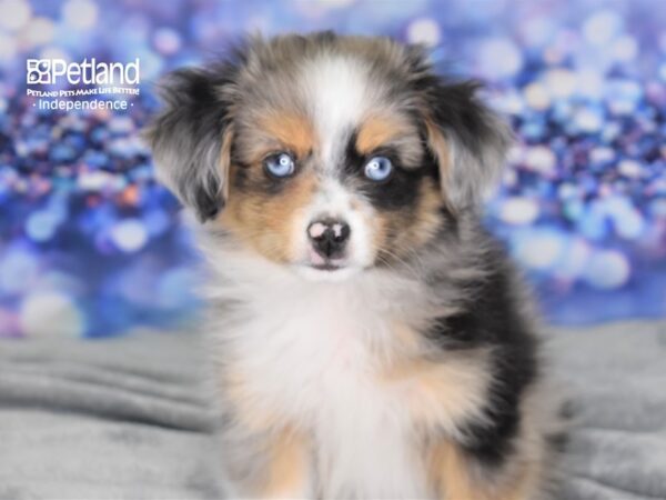 Toy Australian Shepherd-DOG-Male-Blue Merle-2526-Petland Lee's Summit, MO
