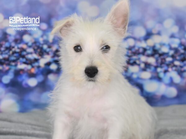 West Highland White Terrier-DOG-Female-White-2528-Petland Lee's Summit, MO