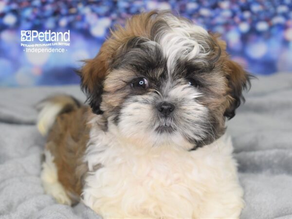 Shih Tzu-DOG-Male-Black & Brown-2529-Petland Lee's Summit, MO
