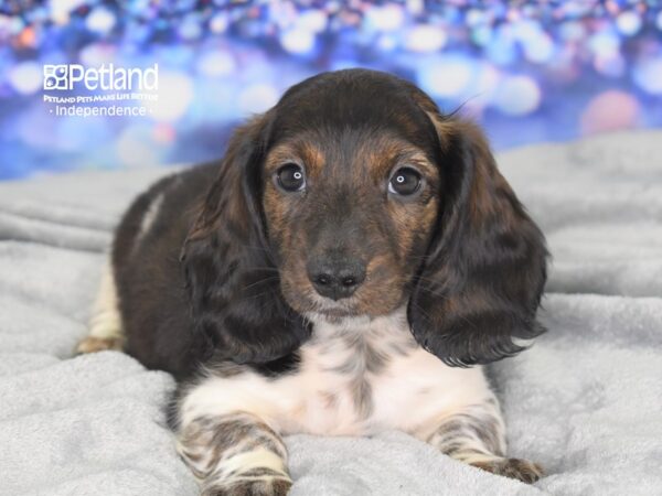Dachshund-DOG-Male-Black & Brindle-2530-Petland Lee's Summit, MO