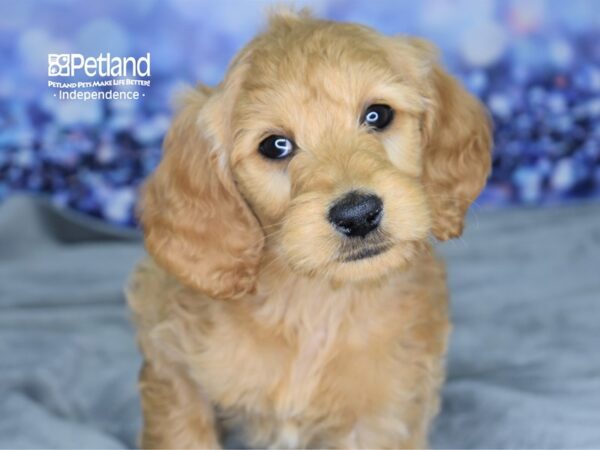 Goldendoodle-DOG-Female-Golden-2531-Petland Lee's Summit, MO
