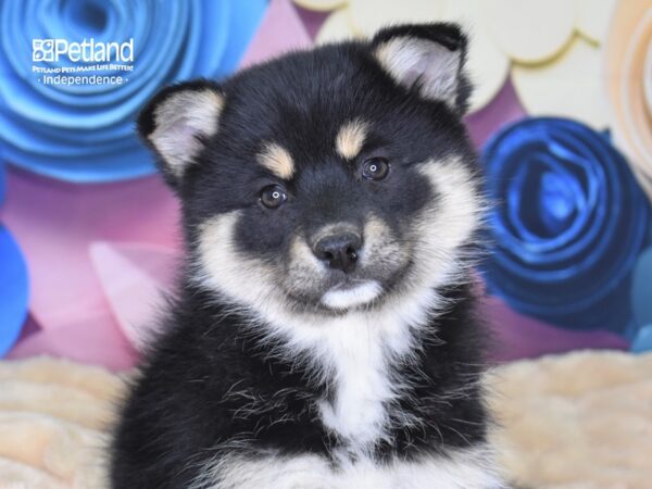 Pomsky-DOG-Female-Black & Tan-2546-Petland Lee's Summit, MO