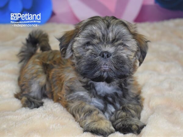Shih Tzu-DOG-Male-Gold-2542-Petland Lee's Summit, MO