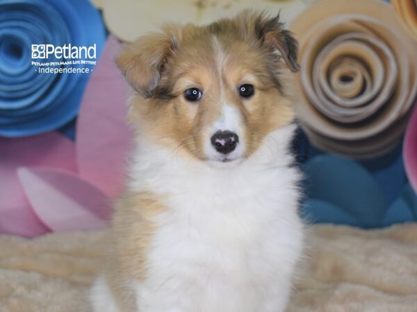 Shetland Sheepdog-DOG-Female-Sable and White-2541-Petland Lee's Summit, MO