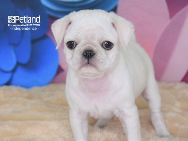 Pug-DOG-Female-Silver Fawn-2540-Petland Lee's Summit, MO