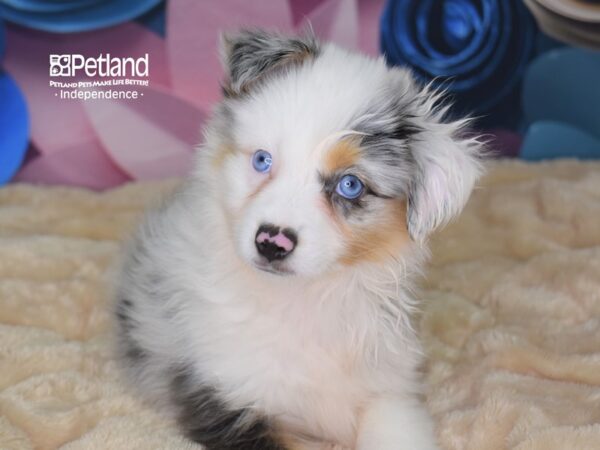 Miniature Australian Shepherd-DOG-Male-Blue Merle White and Tan-2539-Petland Lee's Summit, MO