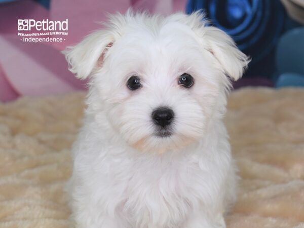 Maltese-DOG-Female-White-2538-Petland Lee's Summit, MO