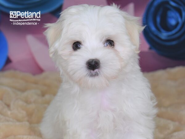 Maltese-DOG-Male-White-2537-Petland Lee's Summit, MO