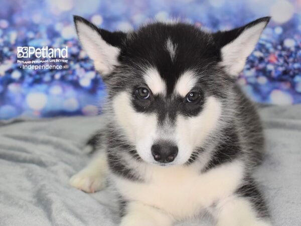 Alaskan Malamute-DOG-Female-Black and White-2533-Petland Lee's Summit, MO