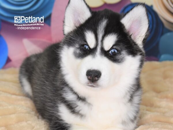 Siberian Husky-DOG-Female-Black & White-2535-Petland Lee's Summit, MO
