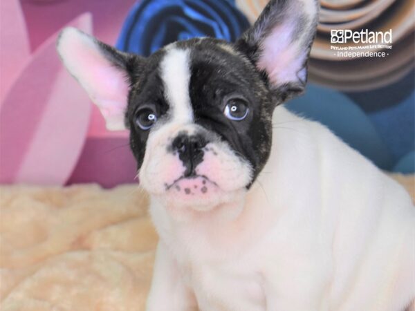 French Bulldog-DOG-Male-White Pbld-2554-Petland Lee's Summit, MO