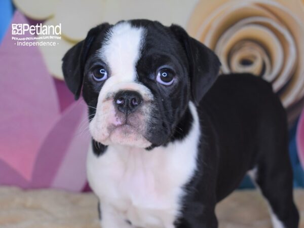 Miniature Bulldog-DOG-Female-Black & White-2553-Petland Lee's Summit, MO