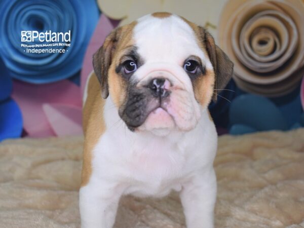 Miniature Bulldog-DOG-Male-Red & White-2552-Petland Lee's Summit, MO