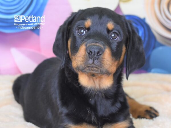 Rottweiler-DOG-Female-Black & Mahogany-2550-Petland Lee's Summit, MO