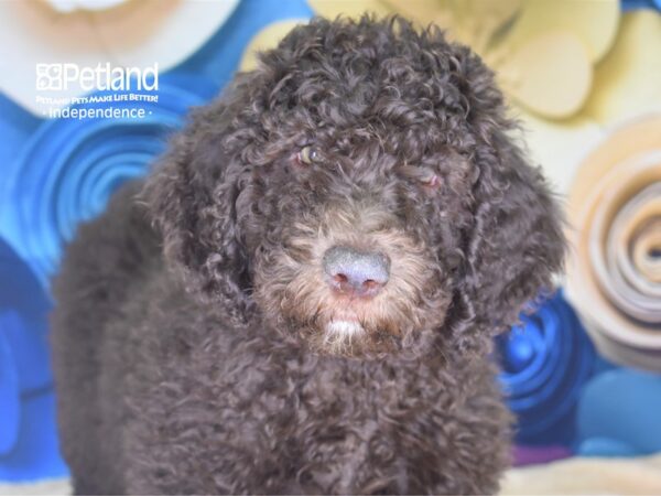 Sheepadoodle-DOG-Male-Brown-2547-Petland Lee's Summit, MO