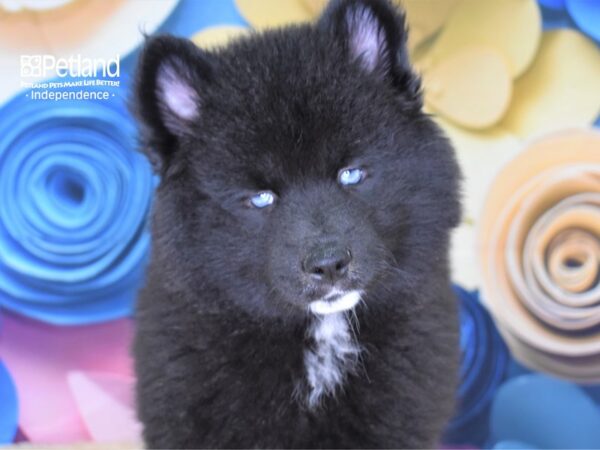 Pomsky-DOG-Male-Black-2544-Petland Lee's Summit, MO