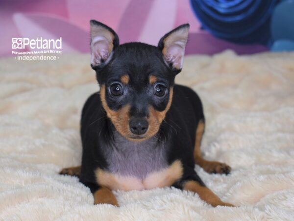 Miniature Pinscher-DOG-Male-Black and Rust-2557-Petland Lee's Summit, MO