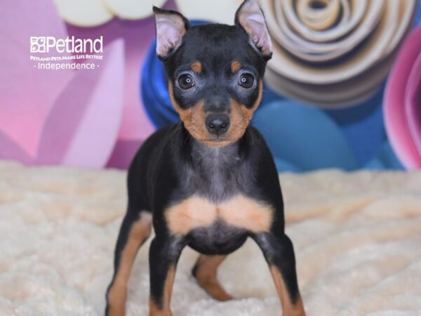 Miniature Pinscher-DOG-Female-Black and Rust-2558-Petland Lee's Summit, MO